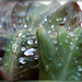 Wassertropfen auf Canna-Blatt.  Water drops on canna leaf. ©UdoSm