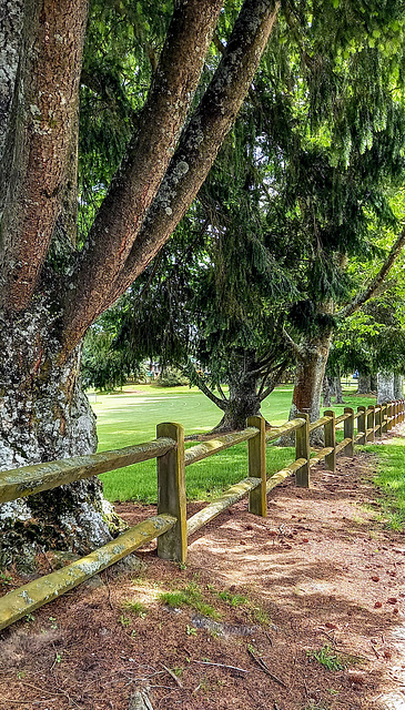 Along the Tree Line.