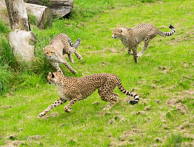 Cheetahs at play 1