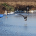 Great blue herons walking on ice