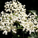 Holunderblüten - elderflowers - fleur de sureau