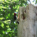 Red-headed woodpecker (Melanerpes erythrocephalus)