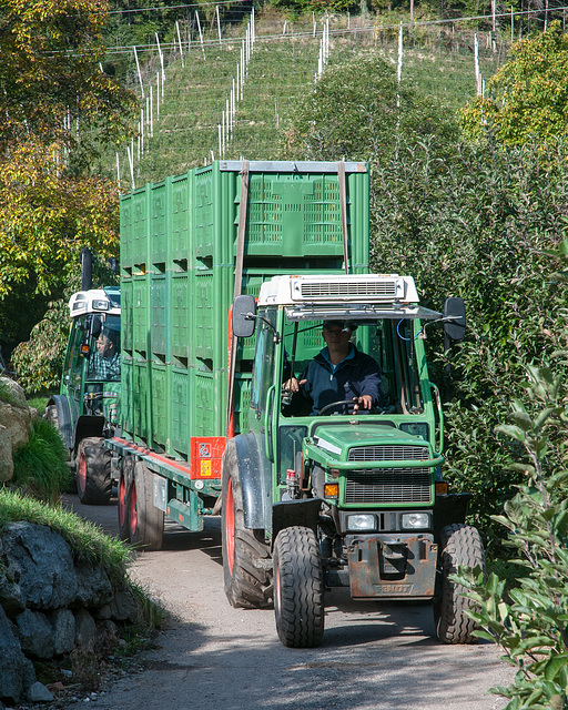 Südtirol: Apfelernte, Transport der Äpfel - 2013-10-19- DSC9408