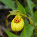 Yellow Lady's-slipper / Cypripedium parviflorum