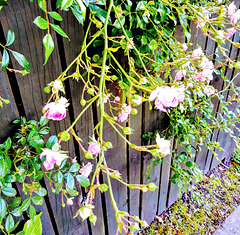 Roses on Fence
