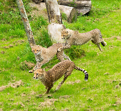 Cheetahs at play 3