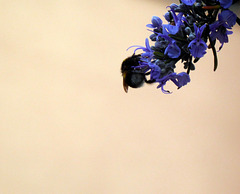 busy bumble bee