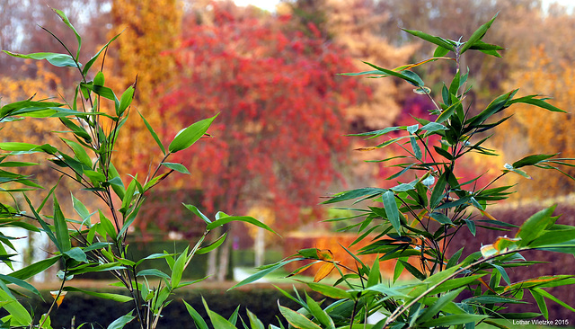 Bambusgrün  im Herbst