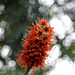 Blüten am Natal-Flaschenbaum (Wilhelma)