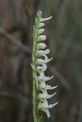 Spiranthes longilabris (Long-lip Ladies'-tresses orchid)