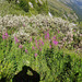 Schattengewächs in der Alpenflora