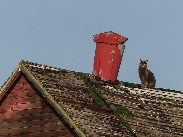 Cat on a barn roof