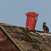 Cat on a barn roof