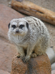 Meerkat at Waco Zoo