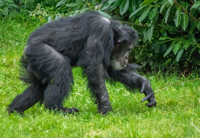 Chimp on the move 1