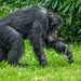 Chimp on the move 1
