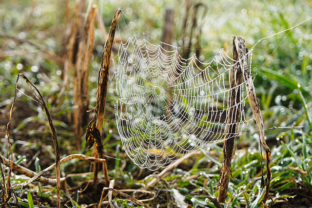 Ein Kunstwerk aus Spinnfäden und Nebeltröpfchen - A work of art made of spinning threads and mist droplets