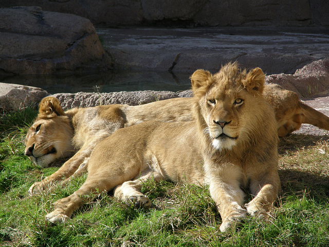 Lazy Lions at Waco Zoo
