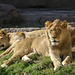 Lazy Lions at Waco Zoo