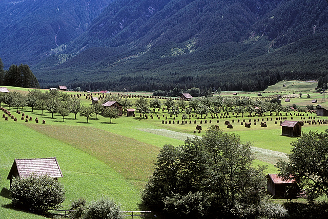 Swiss Farms