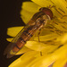 HoverflyIMG 0509