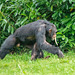 Chimp on the move 2