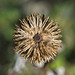 Echinops Seed Head