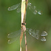 Western Willow Spreadwing (Lestes viridis) DSB 2053