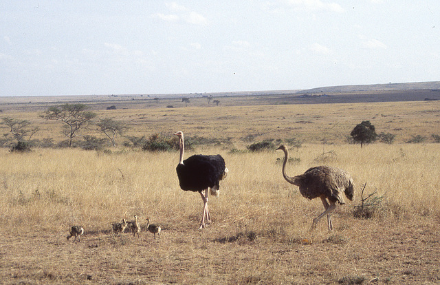 Ostrich family