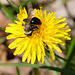 Very small bumblebee