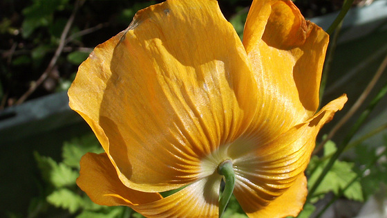 The californian poppy with its back to the sun