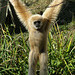 Gibbon at Waco Zoo