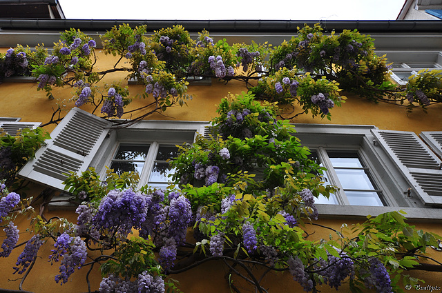 Heidelberger-Fassade   (© Buelipix)
