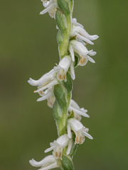 Spiranthes vernalis (Spring Ladies'-tresses orchid)