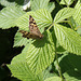 Speckled Wood butterfly on bramble