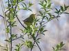 Yellow Warbler female, Pt Pelee, Ontario