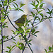 Yellow Warbler female, Pt Pelee, Ontario