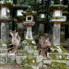 Nara Kōen 奈良公園