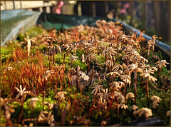 My liverwort and moss garden