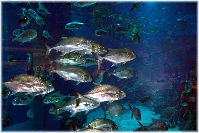 the super aquarium in Dubai Mall (362)