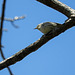 Black-and-white Warbler / Mniotilta varia
