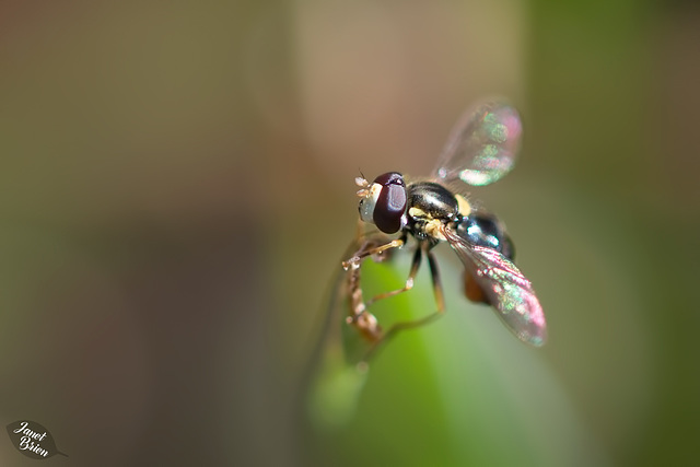 Pictures for Pam, Day 134: SSC: Hoverfly with Fairy Dust