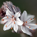 Asphodelus ramosus, Abrótea-de-primavera, gamão