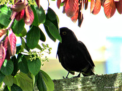 Blackbird on a Fence