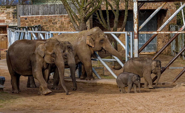Elephant herd,Chester zoo