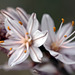 Asphodelus ramosus, Abrótea-de-primavera