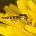 HoverflyIMG 0493