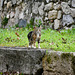 Athens 2020 – Ancient Agora of Athens – Cat