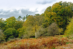 Somerset Autumn