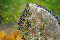 Rock with Lichen